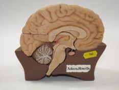 An Adam Rouilly Anatomical Model Of A Human Brain