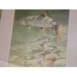 A Framed Watercolour By Peter Thorley Of Salmon