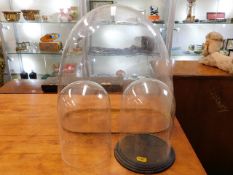 One medium sized Victorian glass dome twinned with