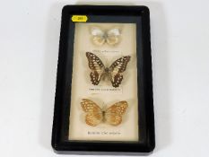 A set of three mounted butterflies
