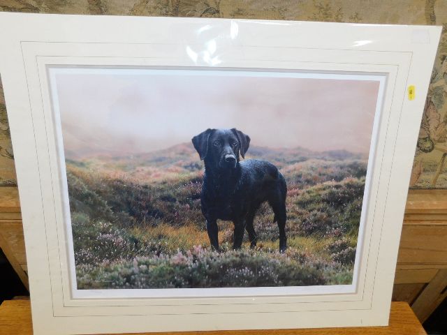 A Steven Townshend pencil signed print of Labrador