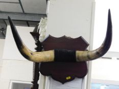 A mounted set of cow horns