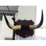 A mounted set of cow horns