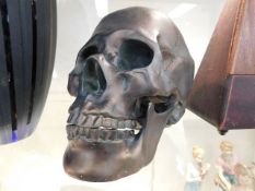 A resin model of human skull