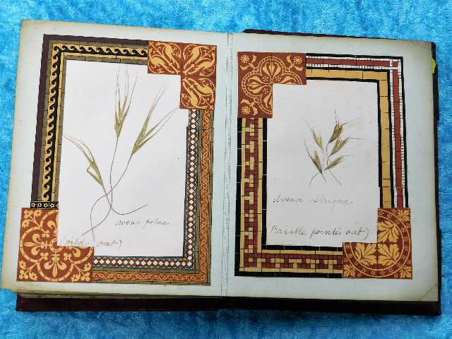 A 19thC. book containing pressed grasses