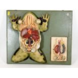 A T. Gerrard & Co. London biopsy model of frog