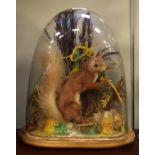 Taxidermy - Late 19th/early 20th Century red squirrel beneath a glass dome Condition: