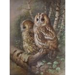 Raymond Watson - Signed print - Tawny Owl, signed in pencil and dated '87, framed and glazed