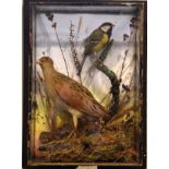 Taxidermy - Late 19th/early 20th Century Corncrake and Great Tit, in a naturalistic setting,