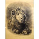 Edward W. Hayes - Late 19th Century charcoal sketch of a recumbent lion, signed and dated 10th