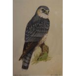 Peter S. Britton - Watercolour - Merlin, being a study of a bird of prey, signed, titled and