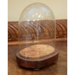 19th Century glass dome on a mahogany veneered oval stand (overall height 20cm) Condition: