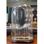 Late 19th Century glass dome on an oval ebonised plinth (overall height 44cm) Condition: