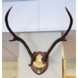 Deer antlers mounted on an oak shield with applied inscription 'Cluanie - 1901' Condition: