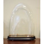 Glass dome on oval ebonised plinth, overall height 42cm Condition: