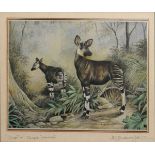 Helen Babbington - Three botanic watercolours together with a signed wildlife print - Okapi, all