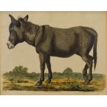 19th Century hand coloured engraving - Study of a donkey, framed and glazed Condition: