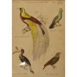 Three 19th Century coloured engravings - Exotic Birds, after J.W. Lowry, each framed and glazed