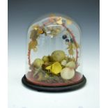 Victorian wax model depicting various fruit and displayed beneath a glass dome Condition: