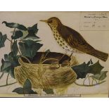 Early 20th Century English School - Watercolour - Thrush perched on a nest, with label relating to