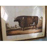 A framed coloured print depicting "The Thorney Prize Ox" printed by C. Moody 257 High Holborn.