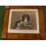 A19th century hand-tinted print depicting "Miss Fan and Pups" by O. Hodgson in bur-walnut frame.