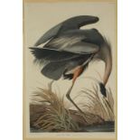 John James Audubon (American, 1785-1851) "Great Blue Heron".On J. Whatman paper. Some slight mat