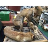 A pair of taxidermy foxes on a wooden base.