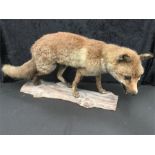 A large taxidermy of a fox.