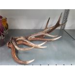 Two Deer's horns.