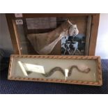 Taxidermy of a Horned viper and a displayed horse’s bone.