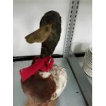 Taxidermy duck