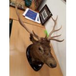 A taxidermy 5 pointer Deers head.