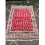 A large red ground Kashmir carpet with ivory Bukhara design, 108" x 150"