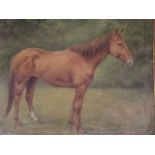 John D. Sutton, 'The Fiddler', oil on board, portrait of a bay horse, 19½" x 24"