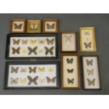 A large collection of butterfly specimens, 18½" x 9½"