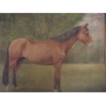 John D. Sutton, 'Rhys', oil on board, portrait of a chestnut horse, 20" x 24"