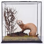 Glazed cased Taxidermy of a Stoat, standing with arched back, display within a moss and rock scene