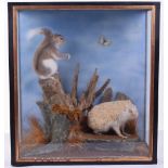 Glazed cased Taxidermy of an Albino Hedgehog and grey Squirrel, posed on a tree stump with mose