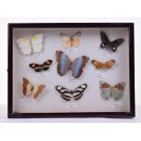 Framed Display of Butterflies Mostly From Brazil