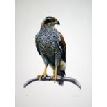 Don Cordery Eagle lithograph 58 of 150 signed 78 x 57 cm unframed On show at the Curwen Gallery