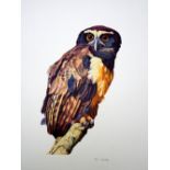 Don Cordery Eagle Owl lithograph archive signed 78 x 57 cm unframed On show at the Curwen Gallery