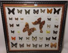 Collection of butterflies in framed glass case W90cm Condition Report <a