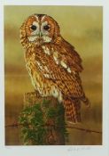 Watchful Tawny Owl,