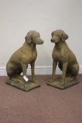 Pair West Country composite stone sitting Labradors on plinth,