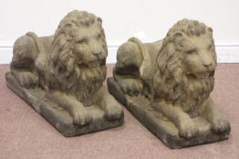 Pair West Country composite stone garden lions, H56cm,