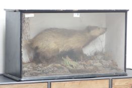 Taxidermy - Victorian taxidermy badger in display case,