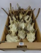 Ten red deer antlers on skull in one box Condition Report <a href='//www.