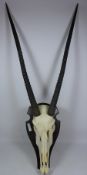 Pair of oryx/ gemsbok horns on skull,