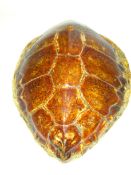 Antique Turtle shell (Chelonioidea), H43cm,